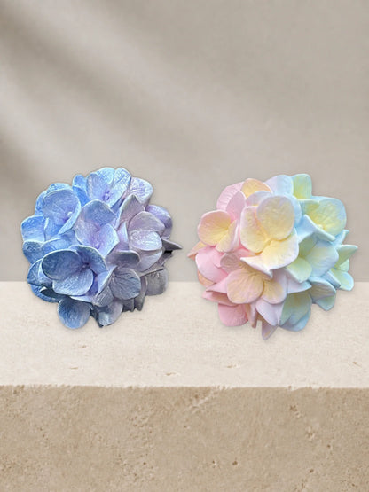 Pastel Blush and Blue Lilac Hydrangea Bloom color lineup